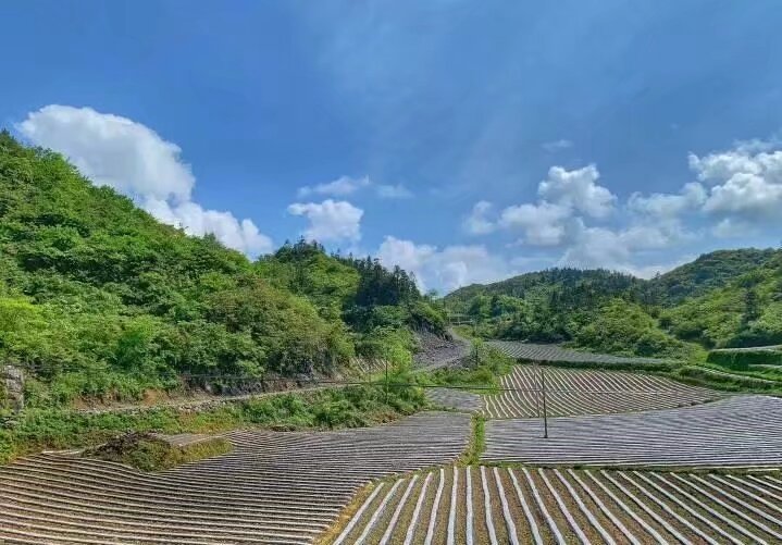 你听，文字落地的声音 